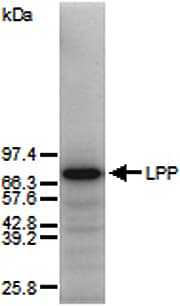 LIM Protein / LPP Antibody (aa1-109)