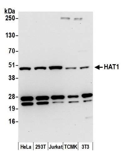HAT1 Antibody (aa369-419)