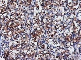 NUCB1 / Nucleobindin Antibody (clone OTI1G3)