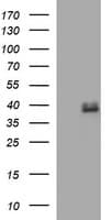 FA2H / FAAH Antibody (clone OTI1B5)