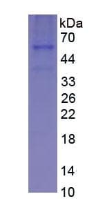 Human MSTN / GDF8 / Myostatin Protein (Recombinant 6His, N-terminus)