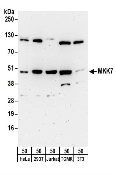 MAP2K7 / MEK7 Antibody (aa1-50)