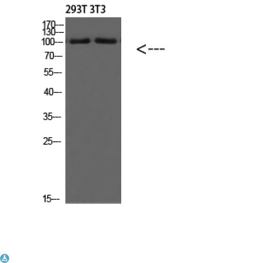 PIK3C3 / VPS34 Antibody