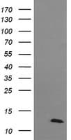 DDT / Dopamine Tautomerase Antibody (clone OTI3A11)