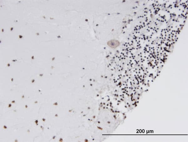 SOX15 Antibody (clone 2C1)