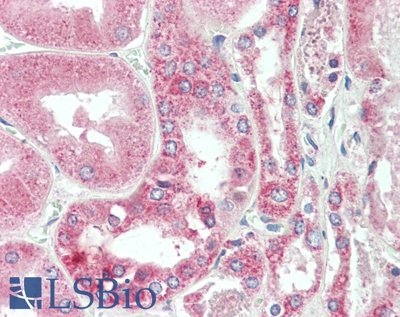 C25H / CH25H Antibody (aa190-239)