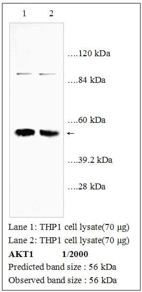 Polyclonal Rabbit anti-Human AKT1 Antibody (WB)