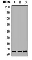 RND2 Antibody (C-Terminus)