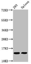 HIST1H2BN Antibody