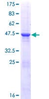 Human RAB4B Protein (Recombinant GST)