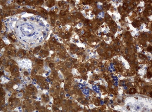 ALDH1L1 Antibody (clone UMAB45, Carrier-free)