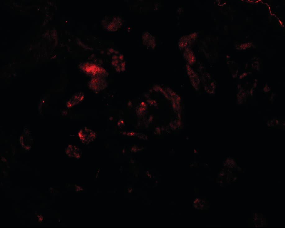 IHC-plus™ VAMP7 / SYBL1 / T1 VAMP Antibody