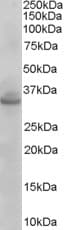 IHC-plus™ Polyclonal Goat anti-Human STX1A / STX1B Antibody (N-Terminus, IHC, WB)