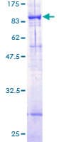 Human ABCG4 Protein (Recombinant GST)