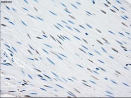 PSMA7 Antibody (clone OTI2A7, Carrier-free)