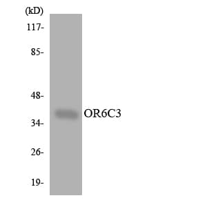 Polyclonal Rabbit anti-Human OR6C3 Antibody (aa218-267, WB)