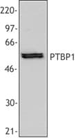 PTBP1 Antibody (clone 3H7)