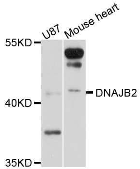 DNAJB2 Antibody