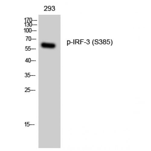Polyclonal Rabbit anti-Human IRF3 Antibody (320-400 aa, IHC, IF, WB)