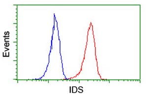 IDS / Iduronate 2 Sulfatase Antibody (clone 3B10, Carrier-free)