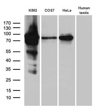 RACGAP1 / MGCRACGAP Antibody (aa123-238, clone OTI1C10)