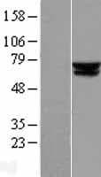 ACADVL Protein (Over-Expression Lysate Myc-DDK (Flag))