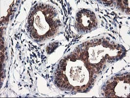 NUDT18 Antibody (clone OTI5F9)