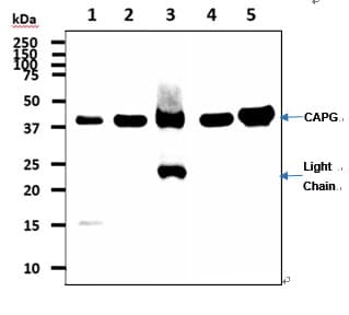 Monoclonal Mouse anti-Human CAPG Antibody (clone AT1D10, WB)