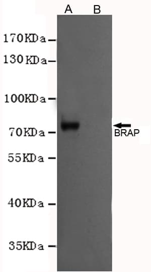 Monoclonal Mouse anti-Human BRAP2 Antibody (WB)