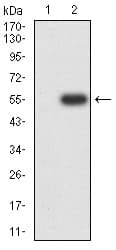 CHRNA7 Antibody (clone 7F10F1)