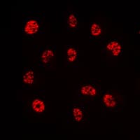 ERF / PE2 Antibody (C-Terminus)