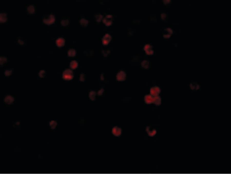 Polyclonal Rabbit anti-Human TRAIL-R3 / DCR1 Antibody (IF, WB)