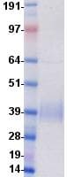 Human PD-L2 / PDCD1LG2 / CD273 Protein (Recombinant DDK (Flag)-His, C-terminus)