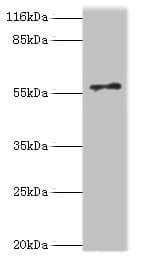 RAD18 Antibody (aa1-495)
