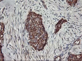 TRAP1 / HSP75 Antibody (clone OTI1H8, Carrier-free)