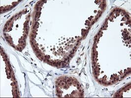 RABL2A Antibody (clone OTI5A10, Carrier-free)