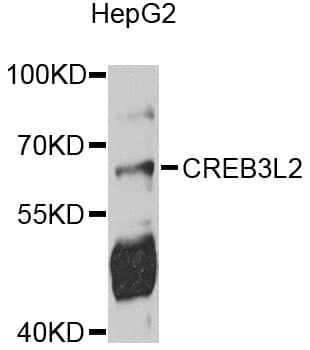 CREB3L2 / BBF2H7 Antibody