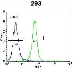 ZNF611 Antibody (aa1-30)