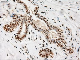 NOTCH1 Antibody (clone OTI3E12)