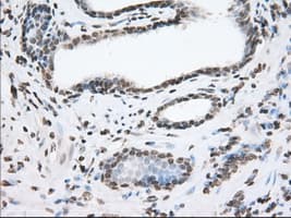 ERIC-1 / TACC3 Antibody (clone OTI6F1, Carrier-free)