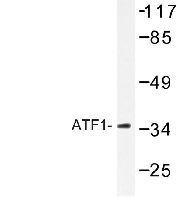 ATF1 Antibody (Thr209)