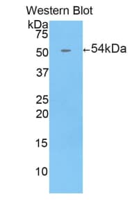 ENPP1 Antibody (aa568-793)