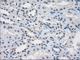 PSMA7 Antibody (clone OTI2A7, Carrier-free)