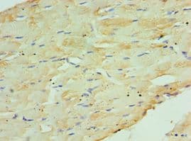 COQ7 Antibody (aa37-217)