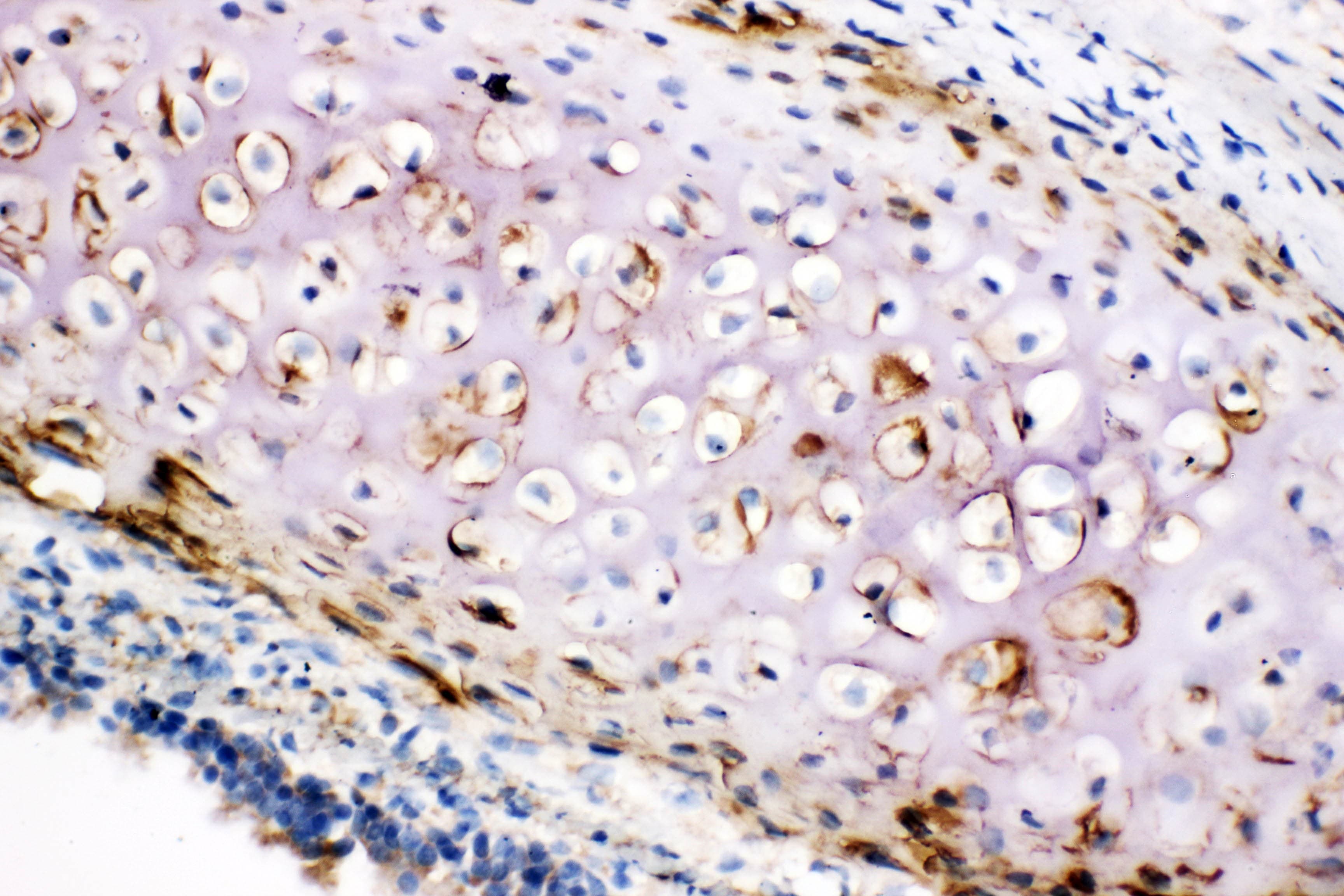COL2A1 / Collagen II Alpha 1 Antibody (aa1222-1241)