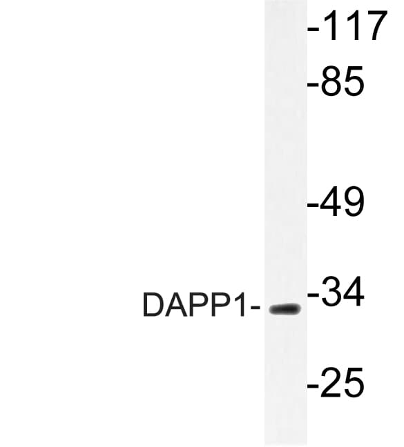 DAPP1 / BAM32 Antibody (Glu135)