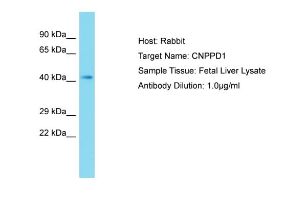 CNPPD1 Antibody (aa91-140)