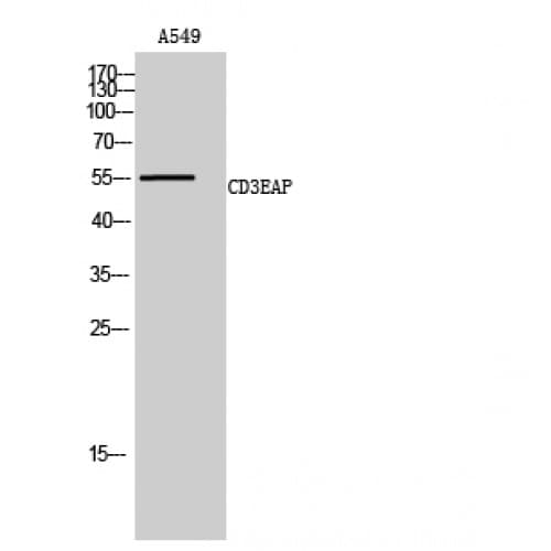Polyclonal Rabbit anti-Human CD3EAP Antibody (410-490 aa, C-terminal, IHC, WB)