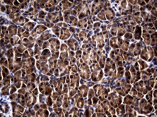 RGS13 Antibody (clone OTI5D7, Carrier-free)