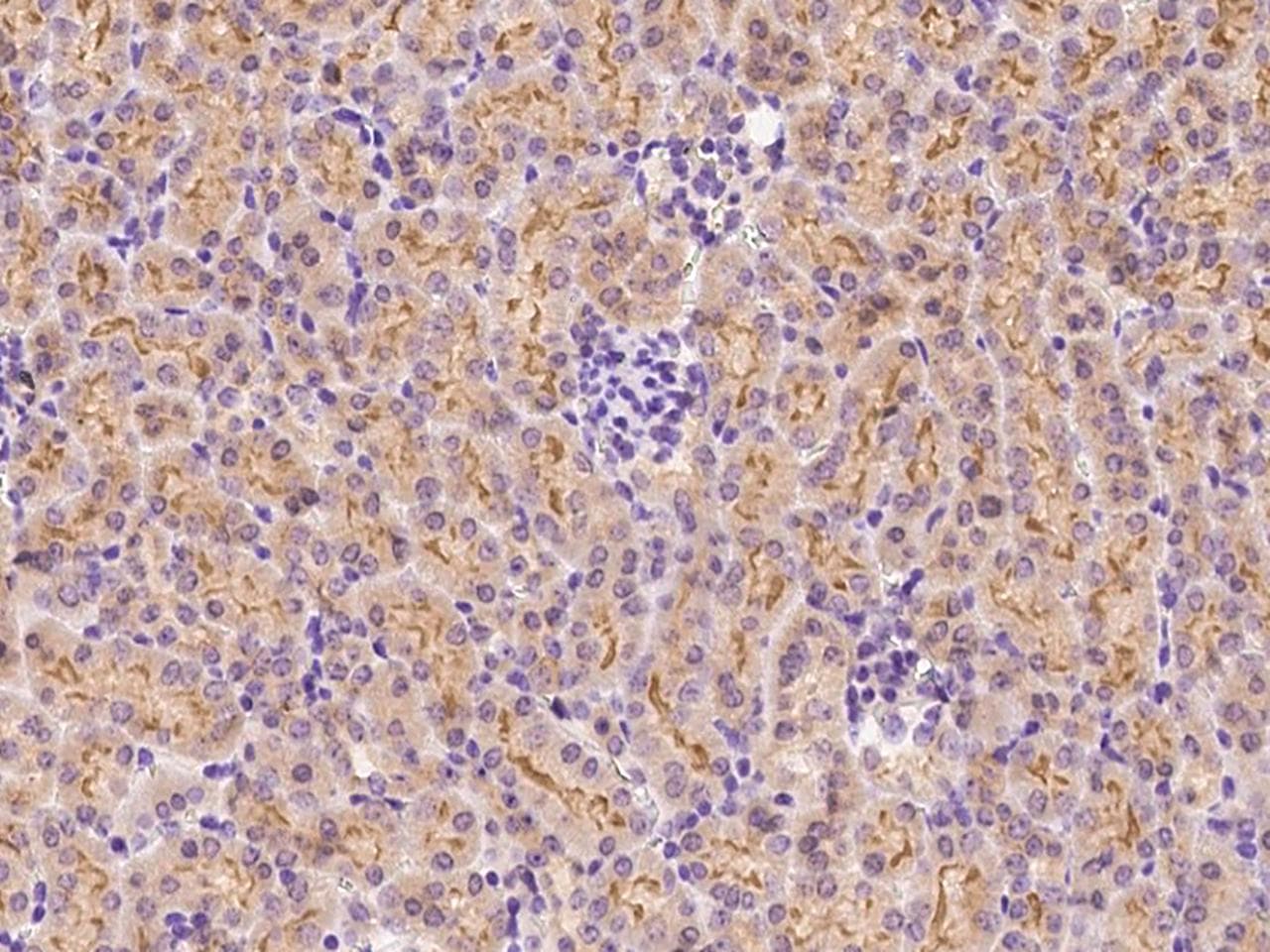 HFE Antibody (Preservative Free)